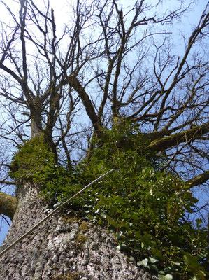 Laubbaum an der Schwedenschanze