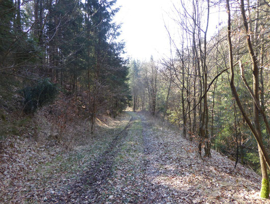 Waldweg kurz nach Geßmannszell