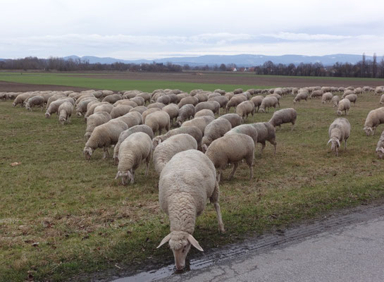 Wilde Tiere in Straubing :-))