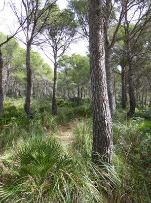 Aufstieg über schöne Waldserpentinen