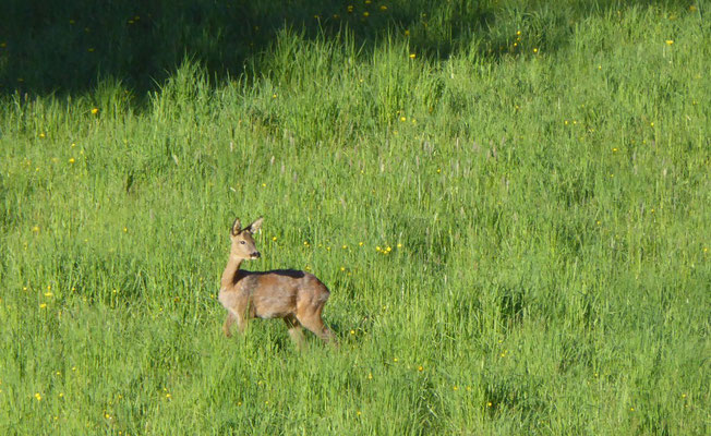 Am Morgen sind auch die Rehe noch unterwegs...