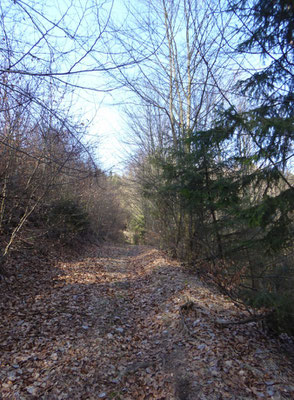 Waldpfad hinauf zum Kobelberg