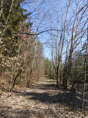 schöner Waldpfad nach St. Johann