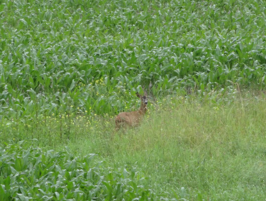 Rehe in der Vogelauf