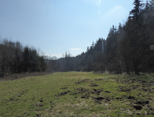 Wiese mitten im Wald