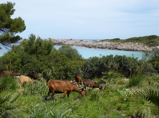 Wilde Tiere begleiten unseren Weg :-))