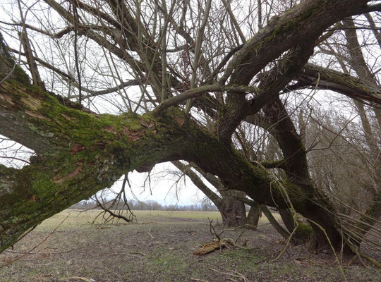 ...alt wie ein Baum!!!