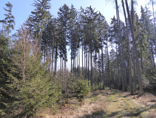 Waldweg im Dexenholz