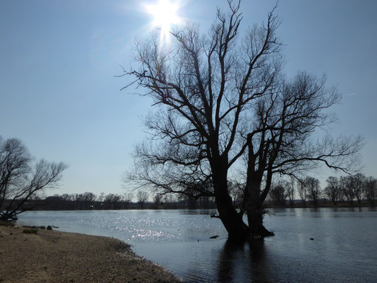 Donau kurz nach Bogen