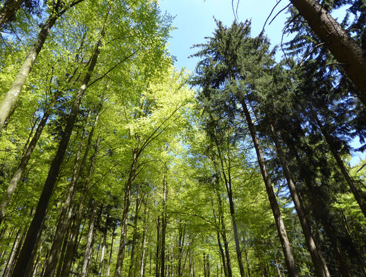 einfach mal nach oben geschaut - frisches grün