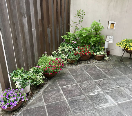超特大植木鉢 ビックサイズ 観葉植物 庭木 植え替え引取か別途 超特大植木鉢 ビックサイズ 観葉植物 庭木 植え替え引取か別途