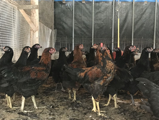 岡本ファームの鶏舎内部
