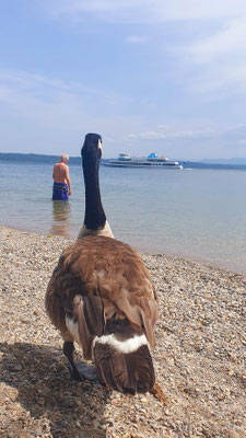 am Tutzinger Strand, 15.06.25