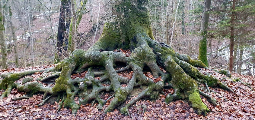 wunderschöne Natur im Kiental bei Andechs,  18.02.26 