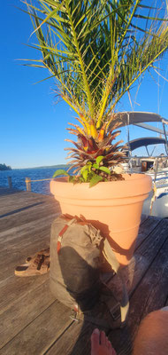 Tutzing, Bootssteg am Nordbad, 06.09.25