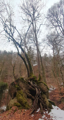Kientalweg zw. Andechs und Herrsching, 18.02.26 