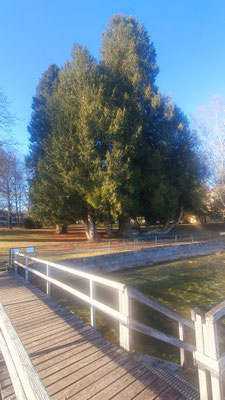 Schloßpark Garatshausen am Starnberger See, 08.02.26