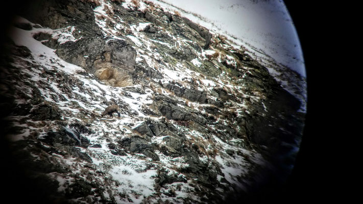 Gemse - Blick durch das Teleskop von Nationalparkranger Erwin
