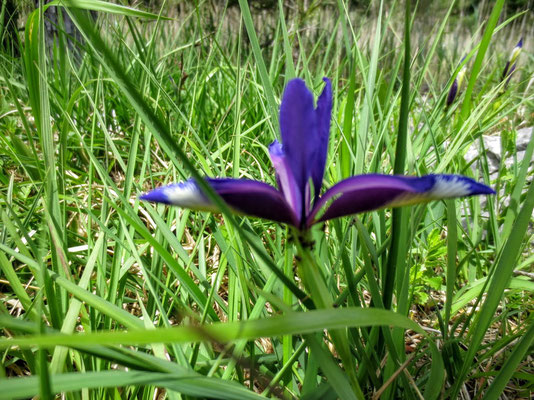 Gras-Schwertlilie (Iris graminea)