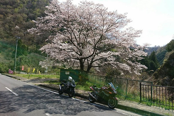 13.ここに来て、やっと桜満開！