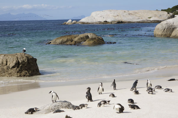 Simon's Town - Boulders Beach - Südafrika