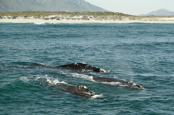 Walewatching - Hermanus - Afrika