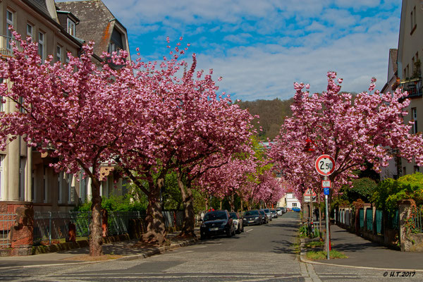 Japanische Kirschblüte in der Stresemannstraße