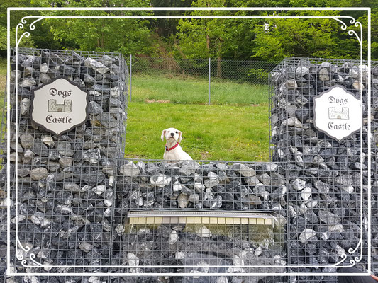 Hundetagesstätte Leibstadt Aargau Dogs Castle Hundesitter
