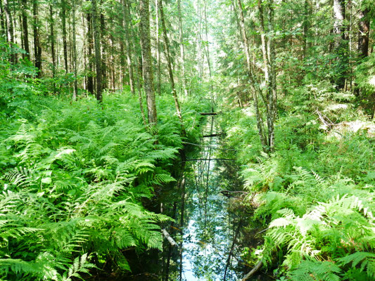 Sooma Nationalpark Biberpfad