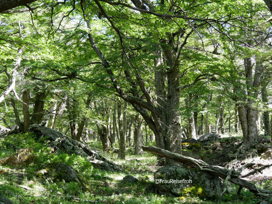Großer Baum mit grünen Blättern im Wald, Patagonien