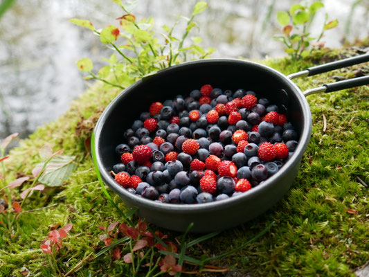 Blaubeeren aus den Wäldern Estlands