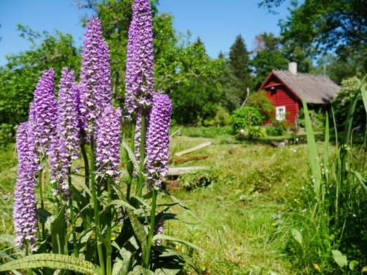 Orchideen im Garten von Johann