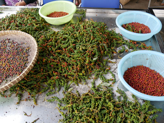 Kampot Pfeffer