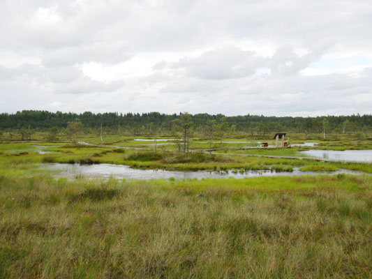 Moorpfad Sooma Nationalpark 