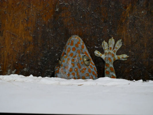 Voyeuristischer Gecko
