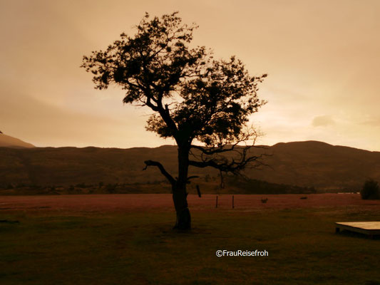einzelner Baum im bewölkten Morgenlicht