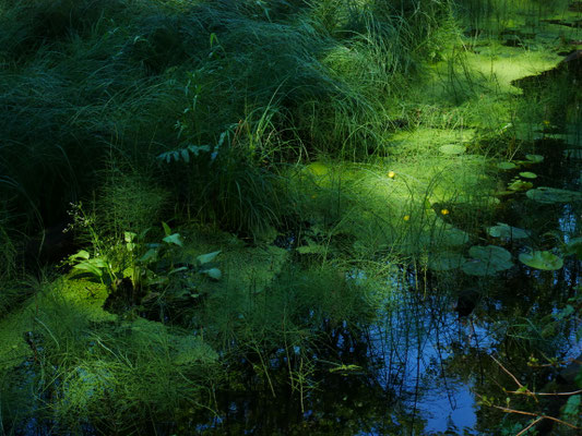 Sooma Nationalpark Biberpfad