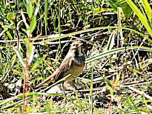 Blaukehlchen im Schilf am Ammersee-Süd 29.08.22