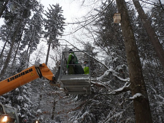 Der Raufußkauz-Kasten hängt! - Foto: Elke Rosenberg