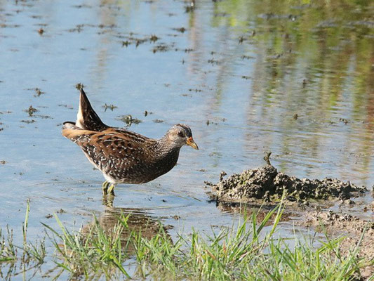 Tüpfelsumpfhuhn am Ammersee-Süd 29.08.22