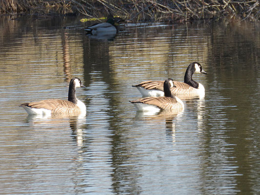 Kanadagänse auf dem Egelsee