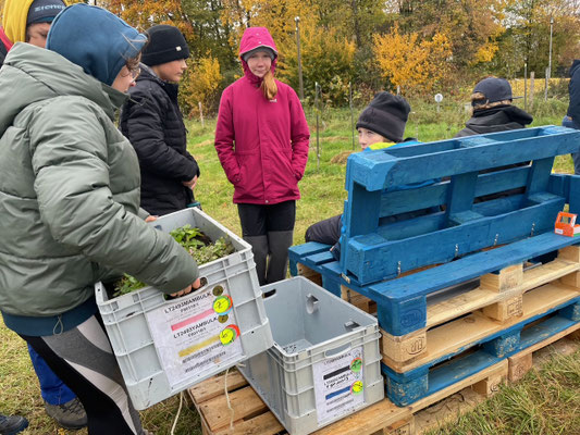 Der Pflanzenkübel wird aufgesetzt. Foto: Thea Wolf