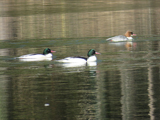 Gänsesäger auf dem Egelsee