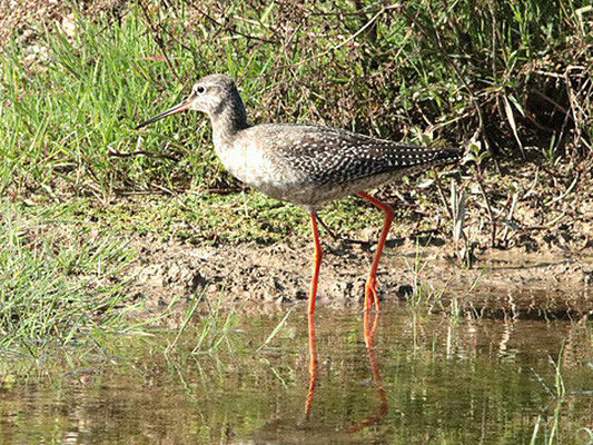 Dunkler Wasserläufer am Ammersee-Süd 29.08.22