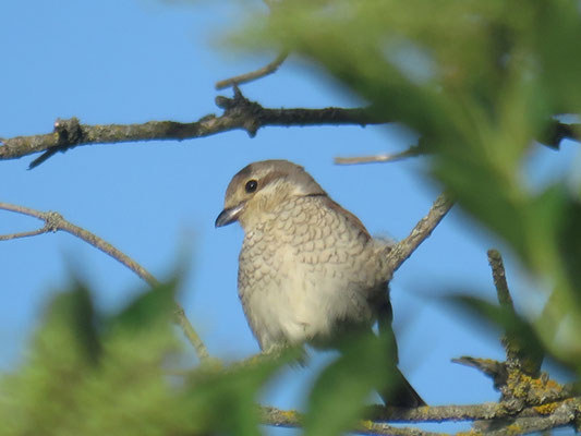 Neuntöterweibchen im Busch 23.06.22