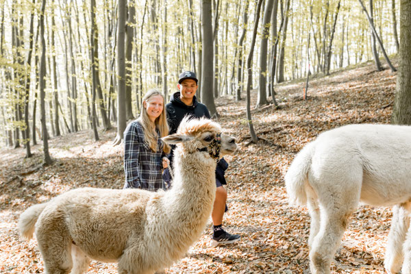 Gruppe mit Lamas und Alpakas