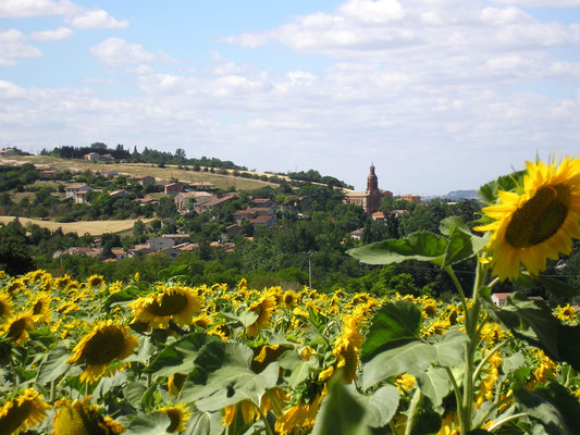 champ de tournesol