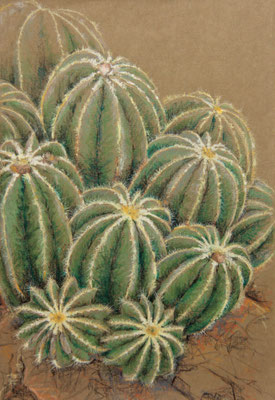 "Parodia magnifica" mit vielen Dornen, Kreide+Stifte
