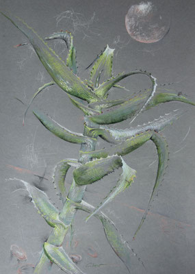Mondsüchtige Aloe ngobitensis, Aquarellstifte