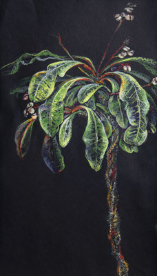 "Langer Lulatsch" (Euphorbia lophogona), Stifte+Kreiden